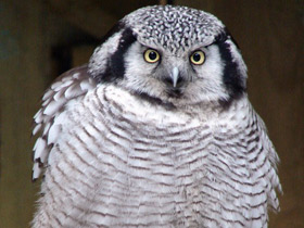 Фото Northern hawk-owl