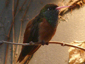 Фото Amazilia hummingbird