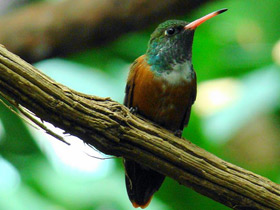 Фото Amazilia hummingbird