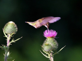 Фото Ruby-throated hummingbird