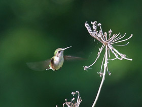 Фото Ruby-throated hummingbird
