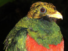 Фото Golden-headed quetzal