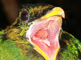 Фото Quetzal de cabeza dorada