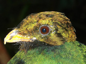 Фото Quetzal de cabeza dorada