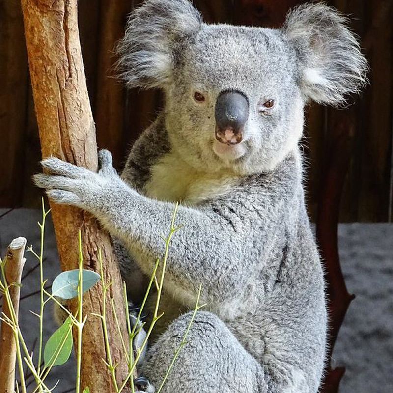 Коала кратко. Млекопитающие коала. Коала исчезающий вид. Красная коала. Коала книжка.