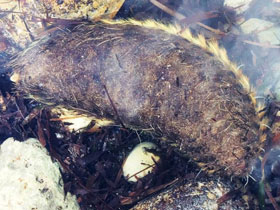 Фото Aphrodita australis