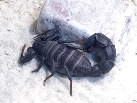 Фото Мавританский толстохвостый скорпион