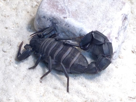 Фото Мавританский толстохвостый скорпион