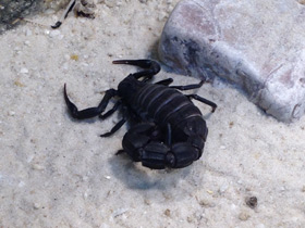 Фото Мавританский толстохвостый скорпион