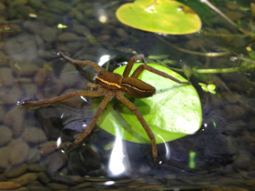 Фото Araña balsa