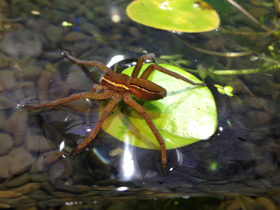 Фото Araña balsa