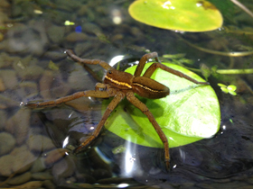 Фото Araña balsa