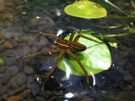 Фото Araña balsa