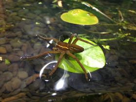 Фото Araña balsa