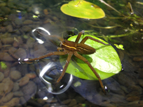 Фото Araña balsa