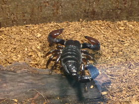 Фото Крупноклещневой пандинус