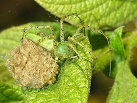 Фото Зеленый паук-рысь