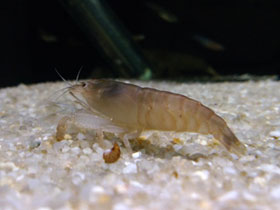 Фото Blue wood shrimp