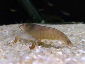 Фото Blue wood shrimp