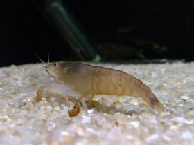 Фото Blue wood shrimp