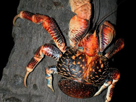 Фото Coconut crab