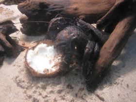 Фото Coconut crab