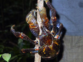 Фото Coconut crab