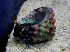 Фото Electric blue hermit crab