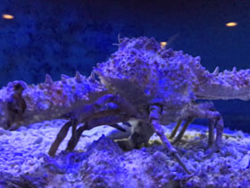 Фото Spider decorator crab