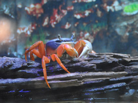 Фото Rainbow crab