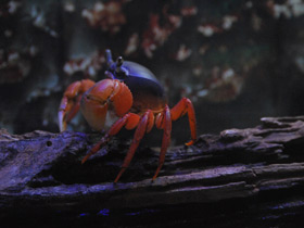 Фото Rainbow crab