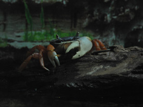 Фото Rainbow crab