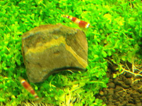 Фото Crystal Red Shrimp