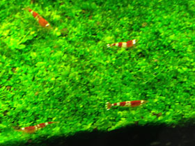 Фото Crystal Red Shrimp