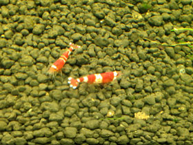 Фото Crystal Red Shrimp