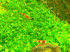 Фото Crystal Red Shrimp