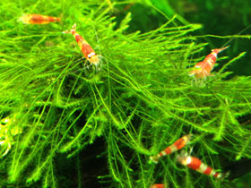 Фото Crystal Red Shrimp