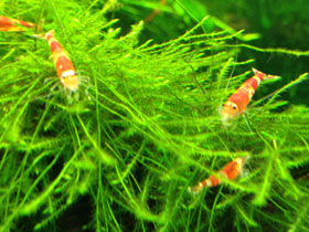 Фото Crystal Red Shrimp