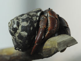 Фото Terrestrial hermit crab