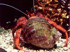 Фото White-spotted Hermit Crab