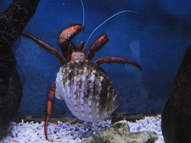 Фото White-spotted Hermit Crab
