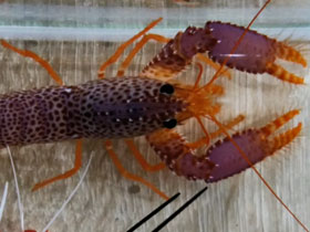 Фото Reef lobster