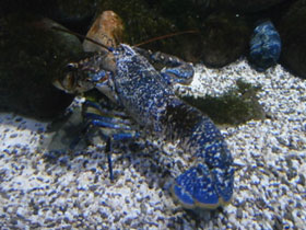 Фото European lobster
