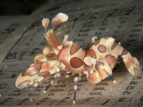 Фото Harlequin shrimp