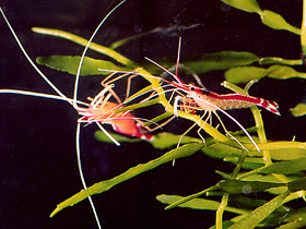Фото Pacific cleaner shrimp