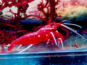 Фото Cardinal cleaner shrimp