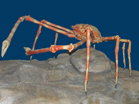 Фото Japanese spider crab