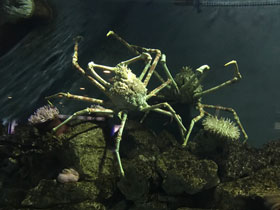 Фото Japanese spider crab