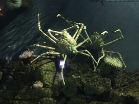 Фото Japanese spider crab