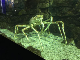 Фото Japanese spider crab